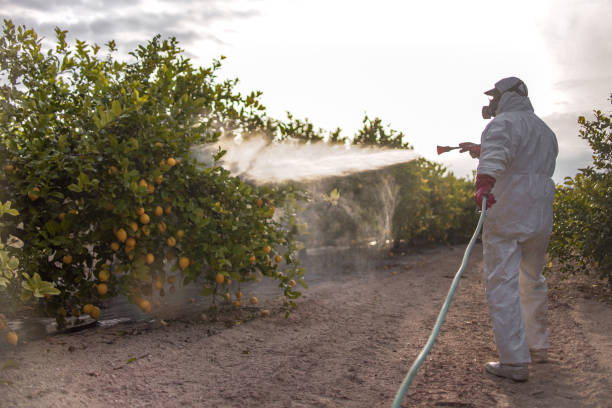 Best Insect Control  in Hewlett, NY
