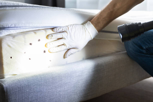 Best Ant Control Services  in Hewlett, NY